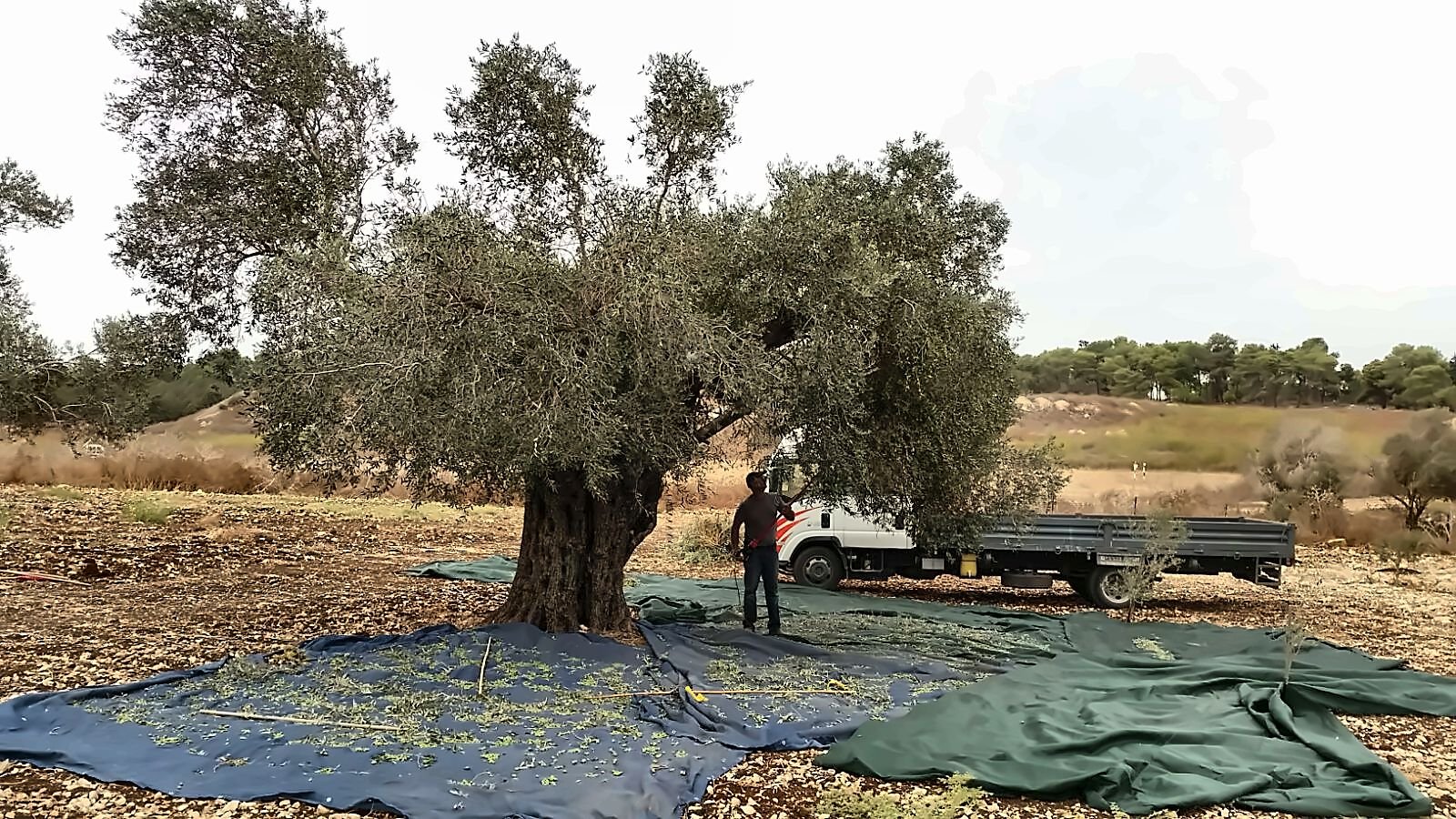 An ancient olive tree with harvest nets spread on the ground beneath it