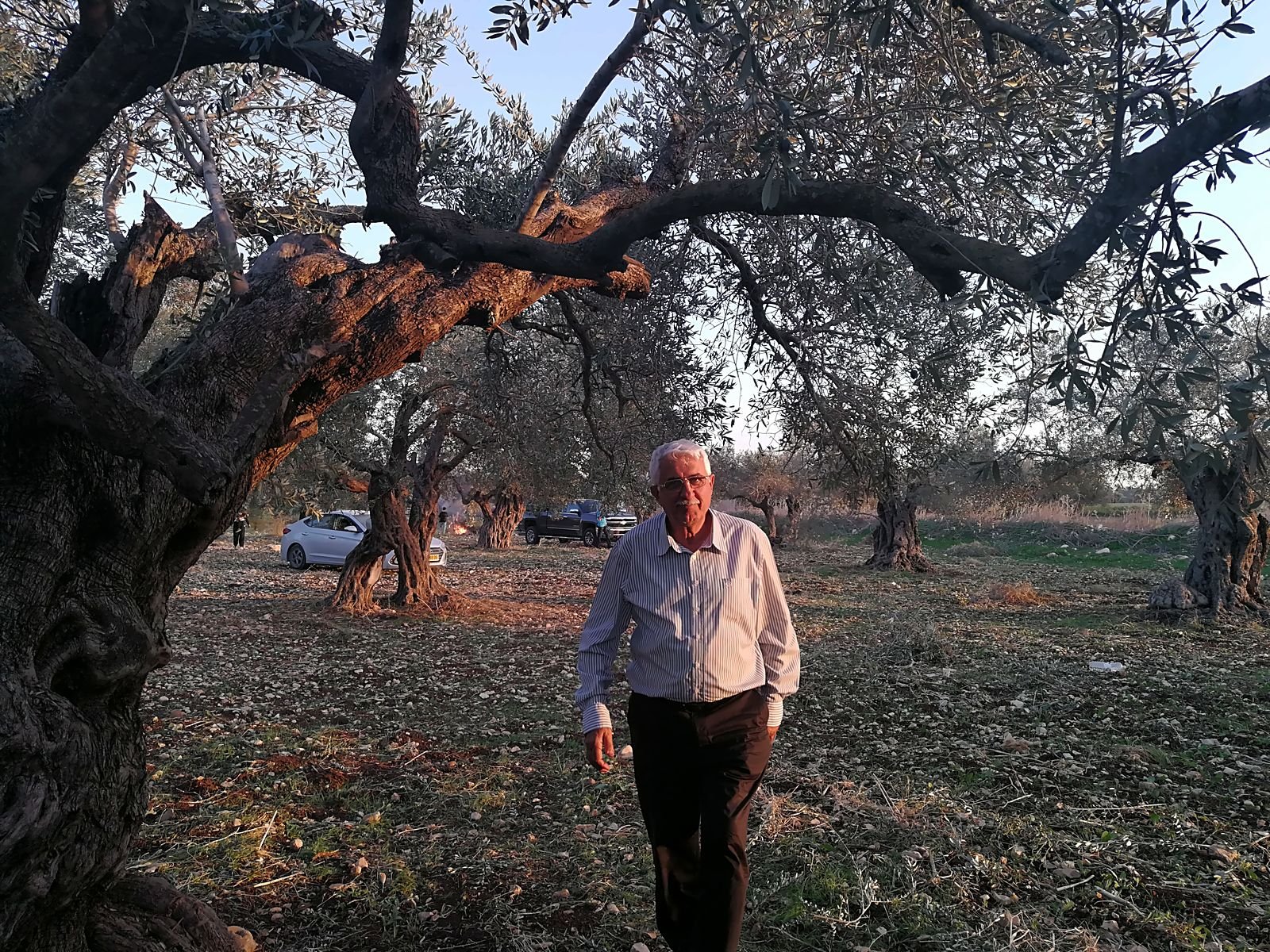 An elderly man in a striped shirt walking among wide, ancient olive trunks in late afternoon light