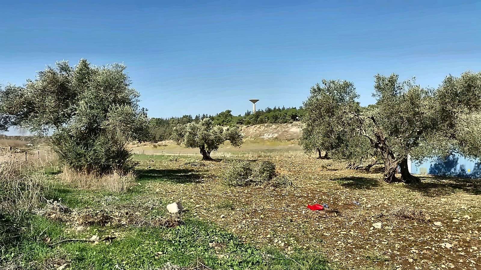 Old olive trees on a grassy hillside under a clear sky