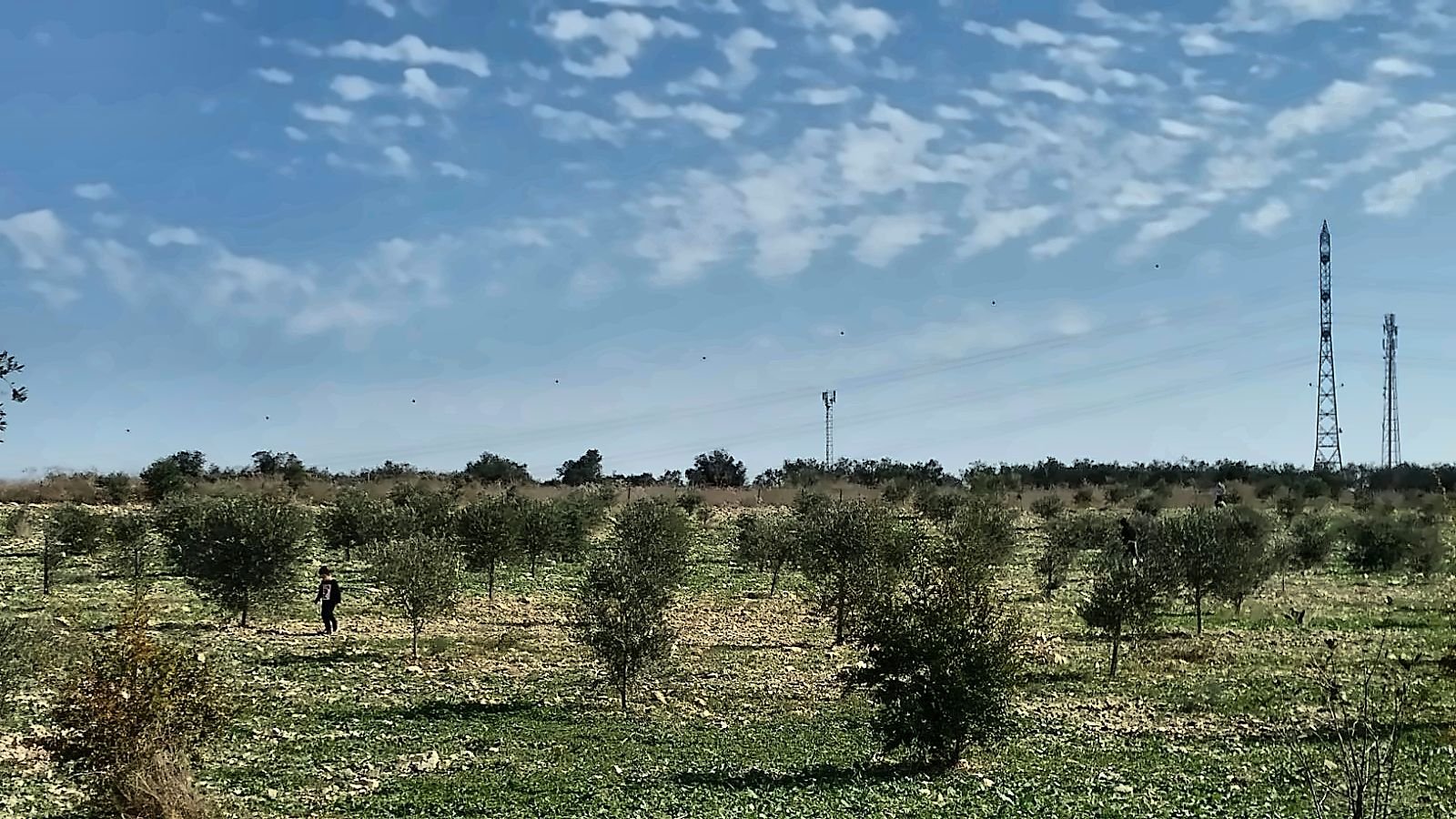 A wide view of olive fields under a sky with light clouds