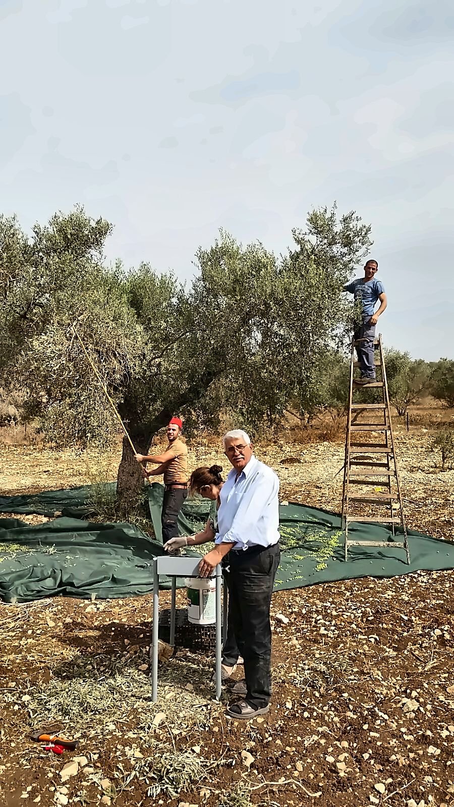 A man in a white shirt standing by a sorting stand while a picker on a ladder works in an olive tree