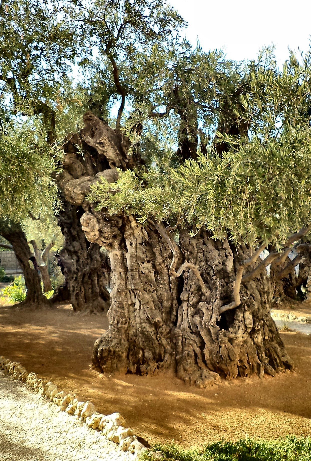 One of the oldest olive trees in the Garden of Gethsemane, a massive twisted trunk under a full green canopy
