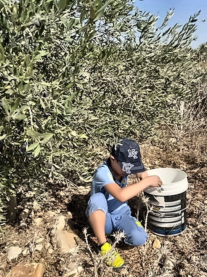 A boy in a cap pouring olives into a white bucket under the branches