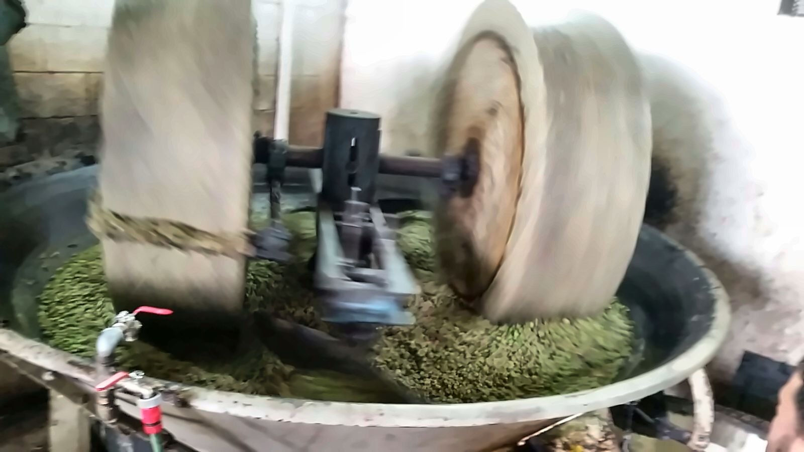 Two large stone millstones crushing olives in a steel basin