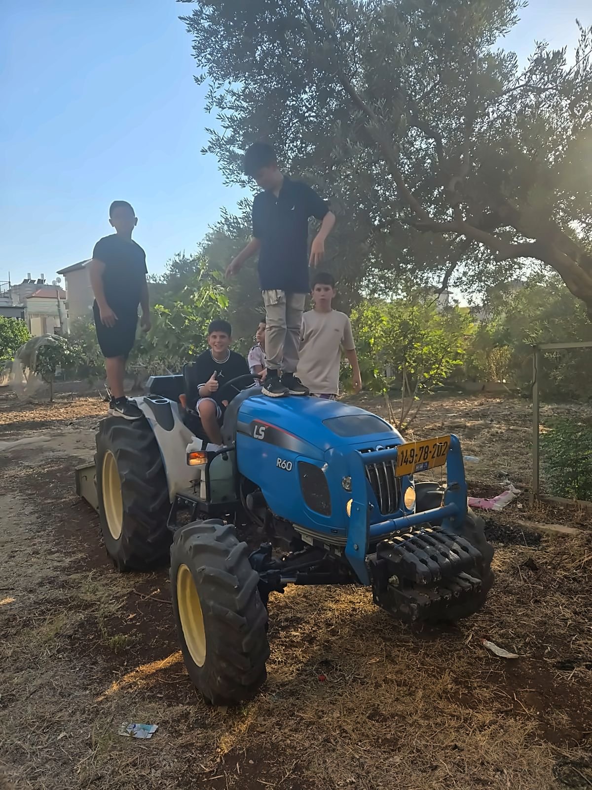 Children standing on and around a small blue tractor in an olive grove